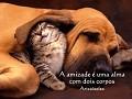 Clique na imagem para enviar o postal: Amizade