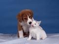 Postais de C�o e Gato