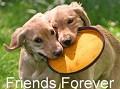 Postais de Cães Amigos