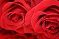 Postais de Amor