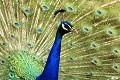 Postais de Pav�o