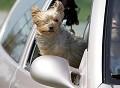 Postais de Autom�veis e animais