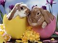 Clique na imagem para enviar o postal: Coelhos da P�scoa